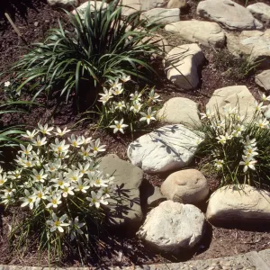 Three clusters of white, narrow-petaled flowers grow in a bed a deep brown topsoil alongside 2 clusters of long, narrow grasses and several white stones.  