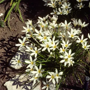 A cluster of white, narrow-petaled flowers grow in a bed a deep brown topsoil between two flat, white stones and one larger, brown stone. 
