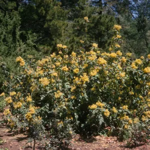 A large bush with dark green, pointed leaves blooming with many clusters of tiny yellow flowers in a mulch clearing in front of evergreen trees.