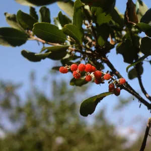 Bright sunlight shines on a narrow cluster of bubbly-textured, round, red berries and several narrow, oval-shaped leaves on thin stems. 