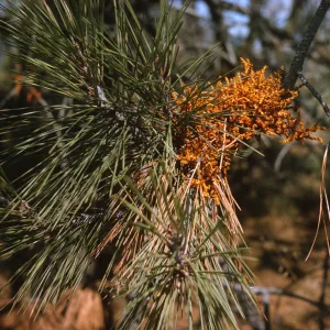 A dense cluster of knobby, bright orange, fungal-like plant growths sprout from a branch laden with pine needles. 