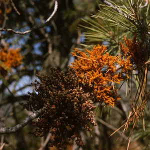 Two dense clusters of knobby, fungal-like plant growths, one bright orange and one a faded brown, sprout from a pine branch. Numerous other orange clusters are visible on branches in the background.