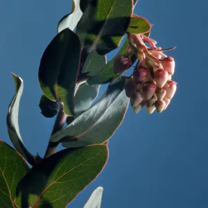 Bright sunlight shines on a cluster of tiny white and baby-pink strawberry-shaped fruits. The fruits grow from the end of a stem of arrow-shaped, red-veined leaves against a bright blue sky.