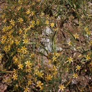 A large number of small yellow flowers with six narrow petals grow on the mulch ground amid scattered grass. 