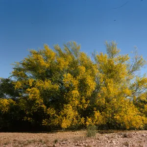 A large bush in an arid environment completely covered in yellow flowers. 