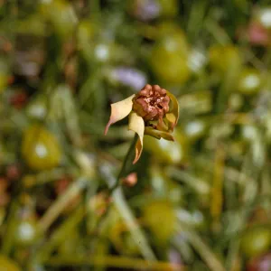 A brown seed on the end of a long, narrow stem surrounded by dry, twisted leaves. The seed is open slightly in five heart-shaped segments.  