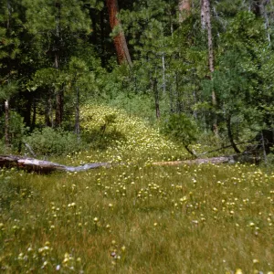 A fallen tree crosses a clearing in a evergreen forest. Bright green grasses and the glossy, rounded tops of many pitcher-shaped plants coat the entirity of the clearing. 
