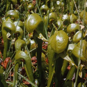 A large, dense, cluster of glossy, olive-green, pitcher-shaped plants. 