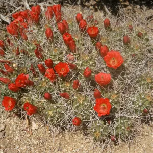 A cactus consisting of several round lobes and covered in long, white spines grows on arid ground among dry wood. Many red flowers in various states of bloom and withering grow all over the cactus. 