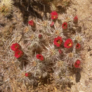 A multi-lobes cactus covered completely in long, white spines grows in arid ground. Several red are beginning to bloom from the plant. 