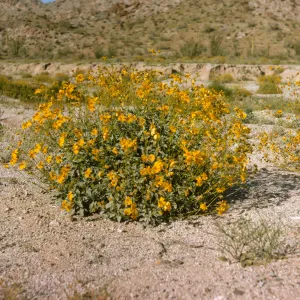 A dense, round bush consisting of dark green leaves grows in arid, rocky ground. Many yellow flowers on long stems extend far beyond the bush's leaves in all directions. Several similar bushes and several patches of green grasses are visible in the distance.