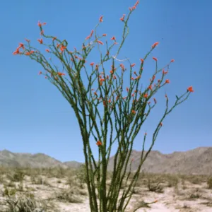 A tall plant consisting of several, upward pointing stems grows in pale desert dotted with long grasses. The stems are completely covered in tiny, green leaves and end in clusters of red-orange flowers.