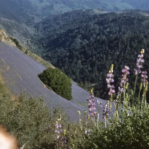 Several cone-shaped clusters of lavender-colored flowers grow out of a thick mass of green stems. In the background, a round cluster of evergreen trees grows in the center of a clearing of low grey plants on the mountainside. 