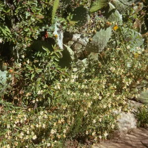 Bright sunlight shines upon a thicket of small, narrow-petaled white flowers among flat, round cacti