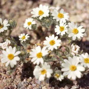A cluster of small, daisy-like white flowers growing on prickly stems. A fly sits upon they yellow center of one of the flowers. 