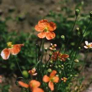 Orange flowers with five, round petals grow at the ends of delicate stems.