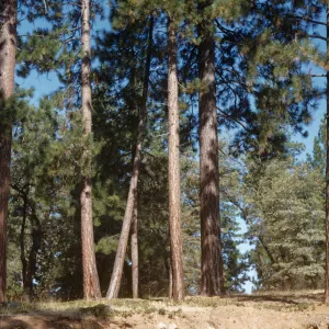 The limbless, lower trunks of several pine trees in an evergreen forest. 
