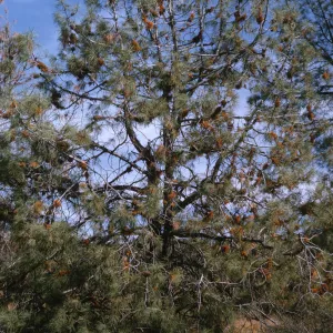 A wide-limbed pine tree covered sparsely with pine needles and pine cones, and orange mistletoe growths.
