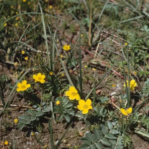 Small, yellow flowers with five round petals grow beneath narrow blades of grass.