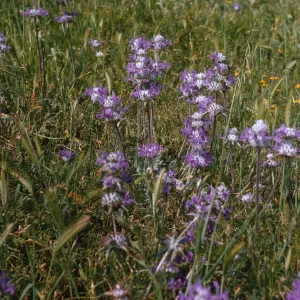 Flowers with purple, feathery petals and large, white centers dotted with spikes grow atop long stems in a grassy field. 