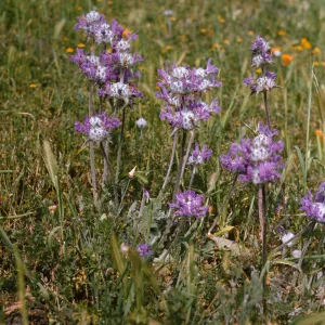 Flowers with purple, feathery petals and large, white centers dotted with spikes grow atop long stems in a grassy field.