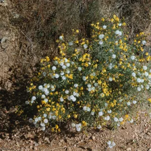 A bush with narrow leaves covered in a mix of narrow-petaled, yellow flowers and dandelion-like white puffballs grows at the edge of an embankment made of soil. 