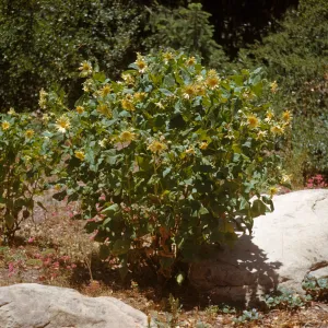 A small bush with arrowhead shaped leaves and large, off-white flowers grows beside a large stone. 