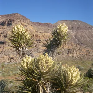 A large plant consisting five rosettes, three low to the ground and 2 on tall trunks, of stiff, each consisting of of long, stiff, pointed, leaves around a large, central cluster of off-white flowers. 