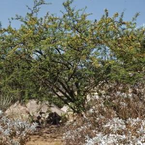 A large, green bush dotted withe yellow puffball flowers grows over a large boulder and several smaller, white-leaved plants. 