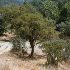 A tree with shaggy bark and a canopy of feathery leaves grows next to a gravel path at the edge of a forest.