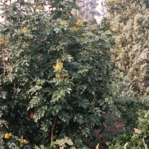 A large bush with stiff, pointy, oval shaped leaves. 