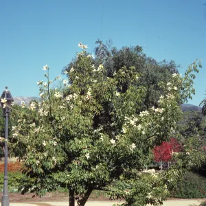 A small, two-trucked tree with large, five-petaled white flowers stands next to a street light beside a gravel path. 