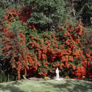 A huge bush drooping with the weight of many small, bright red fruits grows in the corner of a garden among other plants and flowers. A statue of a person in a long robe stands in bright sunlight in front of the bush.  