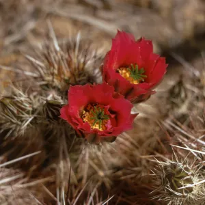Two flowers with red petals and yellow centers shaped like deep cups grow from the top of a cactus thick with tan spines. 