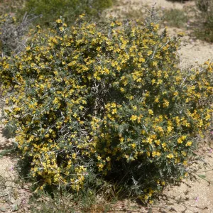 A round, green bush covered in many small, yellow flowers.