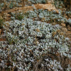 Short, oval-shaped, white-green leaves grow close to the ground in tiny, round clusters. 