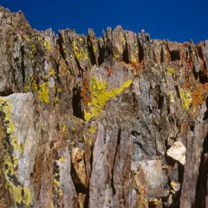 Yellow, orange, and black lichens grow on fractured, brown rock. 