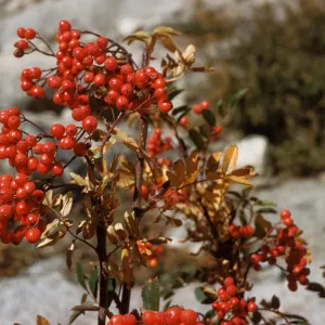 Clusters of round, bright red berries grow on stems among oval shaped green and pale orange leaves.