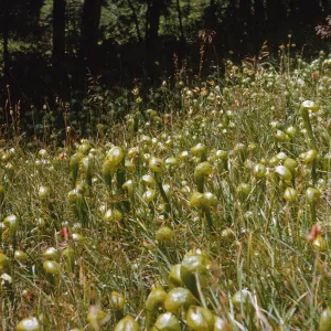 A grassy field at the edge of a shady forest covered in glossy, green, pitcher shaped plants. 