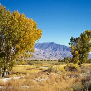Golden-leaved trees grow in an arid, grassy plain. Brown mountains are visable in the distance. 