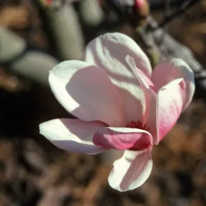 A flower with rounded petals that are pale pink, nearly white, on the inside, and darker pink on the outside. 