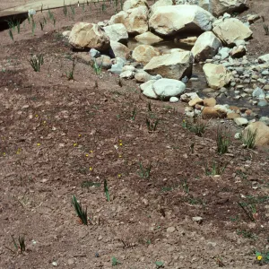 Small plants sprout from a bed of soil in between a rocky stream on one side and a path on the other.