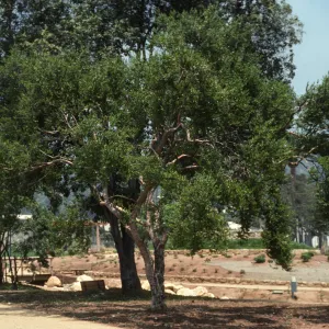 Several, split-trucked trees stand alongside a path. Tiered plant beds are visible in the distance.  