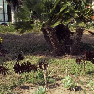 Several small, woodly plants with dark reddish-purple, pinwheel-like whirls of leaves and one large, cone-shaped cluster of yellow flowers grow infront of a multi-trunked, spiky tree with palm-like leaves. 