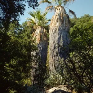 Washingtonia, palms in Desert Section, SBBG