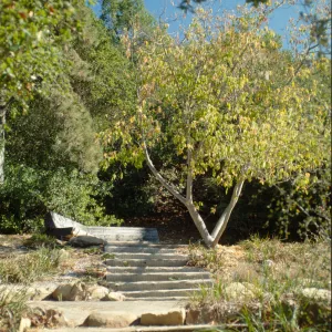 restful corner, wood bench, Meadow View, SBBG