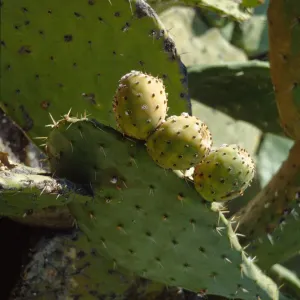 Opuntia (Prickly-pear)