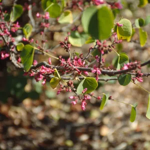 Cercis occidentalis