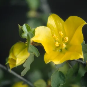 Fremontodendron flower
