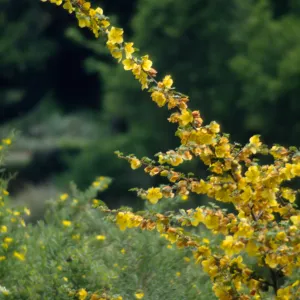 Fremontodendron in bloom